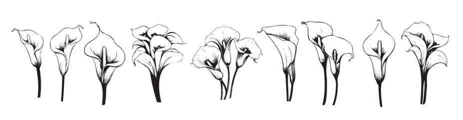calla lily set sketch hand drawn vector illustration  © Sidra