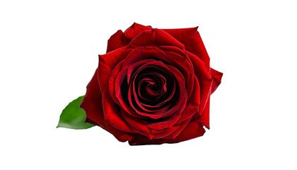 Red rose, flower, bloom, petals, romance, love, beauty, nature, plant, botanical, delicate, elegant, fragrant, vibrant, garden, floral, romantic, decorative, classic, symbolic, freshness, isolated, wh