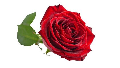 Fototapeta premium Red rose, flower, bloom, petals, romance, love, beauty, nature, plant, botanical, delicate, elegant, fragrant, vibrant, garden, floral, romantic, decorative, classic, symbolic, freshness, isolated, wh