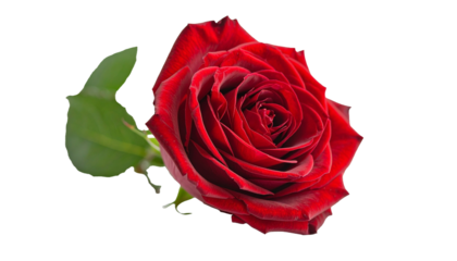 Red rose, flower, bloom, petals, romance, love, beauty, nature, plant, botanical, delicate, elegant, fragrant, vibrant, garden, floral, romantic, decorative, classic, symbolic, freshness, isolated, wh