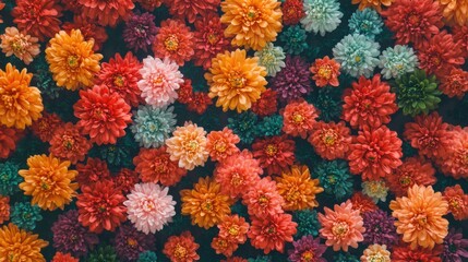 Vibrant floral tapestry of diverse chrysanthemums create a harmonious medley