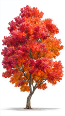 An isolated autumn tree with vibrant foliage in red-orange and gold shades, executed in a modern visual style of 2025. Absolutely clean isolation: floating look, without shadows and reflections, witho