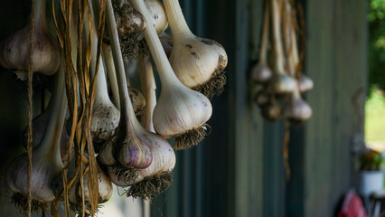A collection of harvested garlic bulbs hanged to dry naturally. The scene exudes organic farming, healthy living, and a rustic, countryside lifestyle.