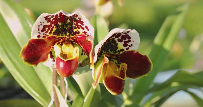 Exotic orchids with striking colors and patterned petals against a blurred green background. Lady's Slipper
