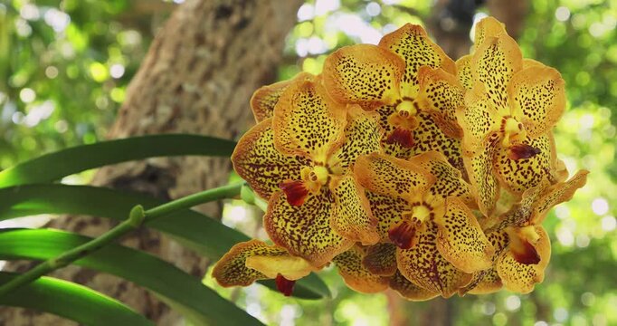 Vibrant Yellow Orchid Blooming Amongst Lush Greenery in Tropical Environment. Vanda Orchid
