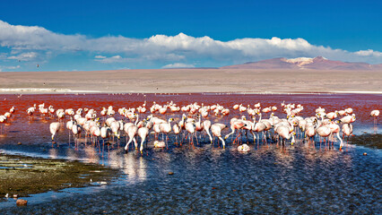 Fototapeta premium The Jamesflamingos of the Laguna Colorada in Bolivia