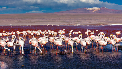 Obraz premium The Jamesflamingos of the Laguna Colorada in Bolivia