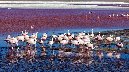 Obraz premium The Jamesflamingos of the Laguna Colorada in Bolivia