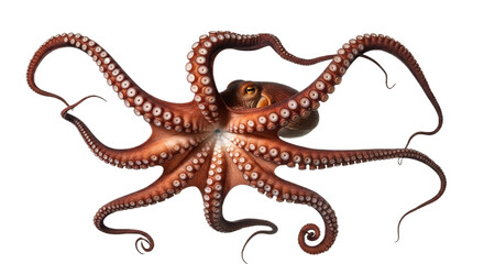 octopus on white transparent background, PNG