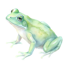 Fototapeta premium green tree frog, watercolor background