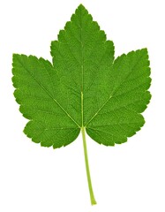 Fototapeta premium Close-up green leaf
