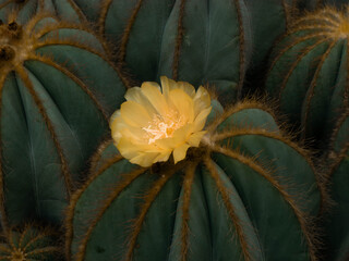 Fleur jaune épanouie sur un cactus rond en gros plan © valentin