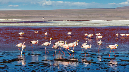 Fototapeta premium The Jamesflamingos of the Laguna Colorada in Bolivia
