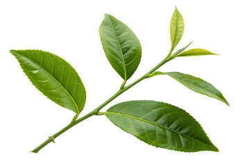 Fototapeta premium Vibrant green tea leaves branch isolated on white background, showcasing the freshness and natural beauty of this popular plant