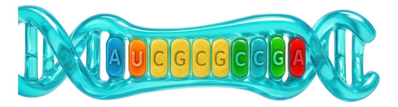 Shine-Dalgarno sequence on mRNA for ribosome binding in prokaryotes