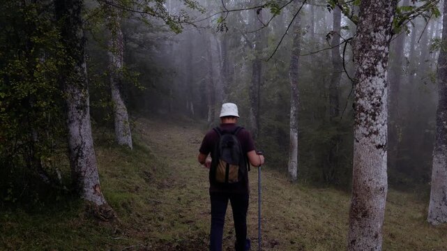 Alava province. Spanish Basque Country. Connecting with the Forest