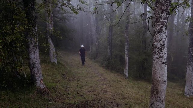 Alava province, Spanish Basque Country. A mature hiker with a backpack slowly makes his way through a lush forest wrapped in mist, using his hiking stick for balance and to take in the surroundings
