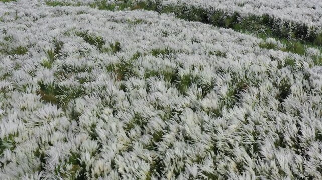 Aerial view of a vast field of Saccharum spontaneum, its fluffy white seed heads contrasting with patches of lush green, Bogura, Rajshahi Division, Bangladesh.