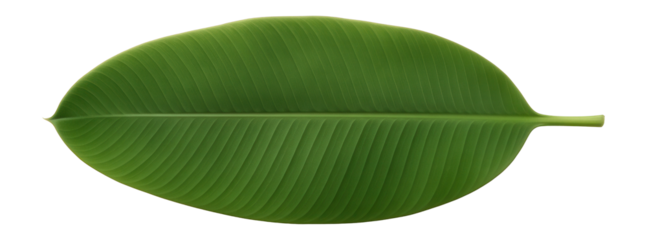 Banana leaf with long, smooth surface and visible central midrib