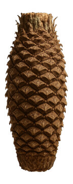 Dioon edule trunk showing armored, scaly texture and stout form