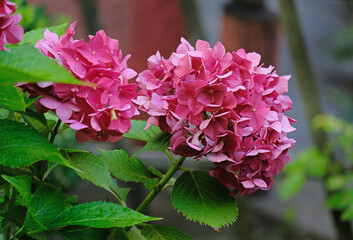 Pink hydrangea in the summer garden