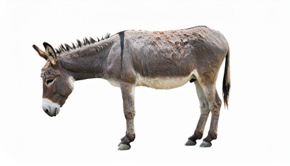 Gray Donkey Profile, Isolated, Farm Animal, Equine, Mammal, White Background