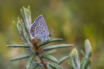 Cranberry blue, Plebeius optilete, a small butterfly.