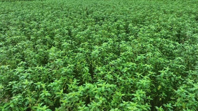 Aerial view of vast green jute plants creating a sea of textures and tones, showcasing agricultural richness, Natore, Rajshahi Division, Bangladesh.