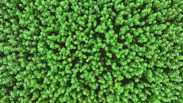 Aerial view of lush green vegetation, creating a dense carpet-like texture with vibrant contrasting shades, Natore, Rajshahi Division, Bangladesh.