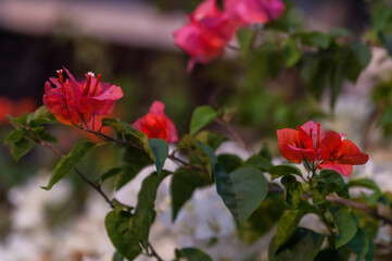Vibrant red and pink Bougainvillea flowers in full bloom, captured against a beautiful and soft dreamy bokeh background