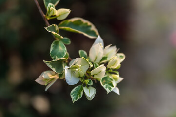 Beautiful white Bougainvillea flowers with blurred background. Perfect for a calming and elegant design