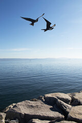 Seabirds Flying at Sunset Over the Pacific Ocean