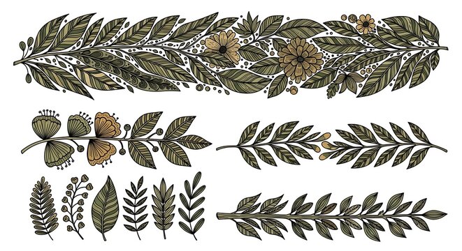 pine cones on white background