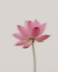 A single pink lotus flower against a soft, light background. The flower is captured with a gentle motion blur