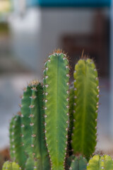 Striking Cereus repandus cactus with a spiky, detailed trunk and a beautifully blurred background, highlighting its unique form