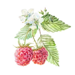 Raspberry watercolor. Ripe and fresh bright red berries, green leaves, white flowers. Hand drawn illustration isolated. Botanical clip art for jam, drink and cosmetic label design.