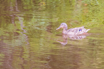 A portrait of a mallard duck