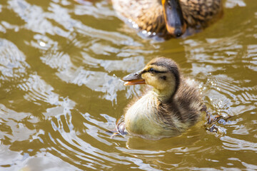 A portrait of a mallard duck