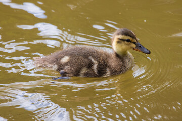 A portrait of a mallard duck