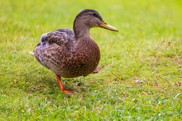 A portrait of a mallard duck