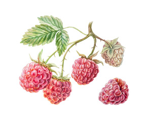 Raspberry watercolor. Beautiful branch with ripe, tasty red berries, green leaves. Hand drawn illustration isolated. Botanical clip art for jam, drink and cosmetic label design.