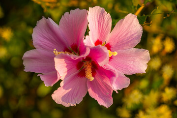 Obraz premium Mugunghwa, rose of the Sharon, hibiscus syriacus flower, South Korea.