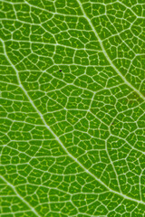 green leaf texture
