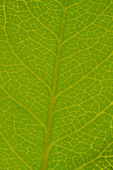 green leaf texture