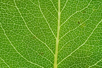 green leaf texture