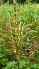 Obraz premium corn plant flowers like rice