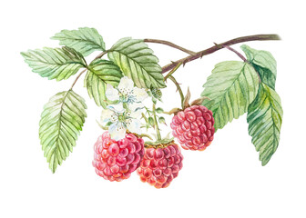 Raspberry watercolor. Branch with ripe and fresh red berries, green leaves, white flowers. Hand drawn illustration isolated. Botanical clip art for jam, drink and cosmetic label design.