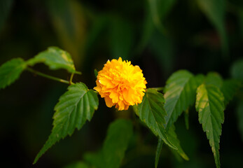  Japanese Keria flowers. Rosaceae deciduous flowering shrub. Yellow flowers