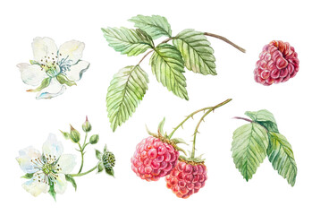 Raspberry set watercolor. Ripe red berries, green leaves, white blooming flowers. Hand drawn botanical illustration isolated for menu design, cosmetic and food labels.