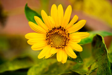 Bright Sunflower Flower: Close-up of a sunflower. Summer time. Helianthus annuus